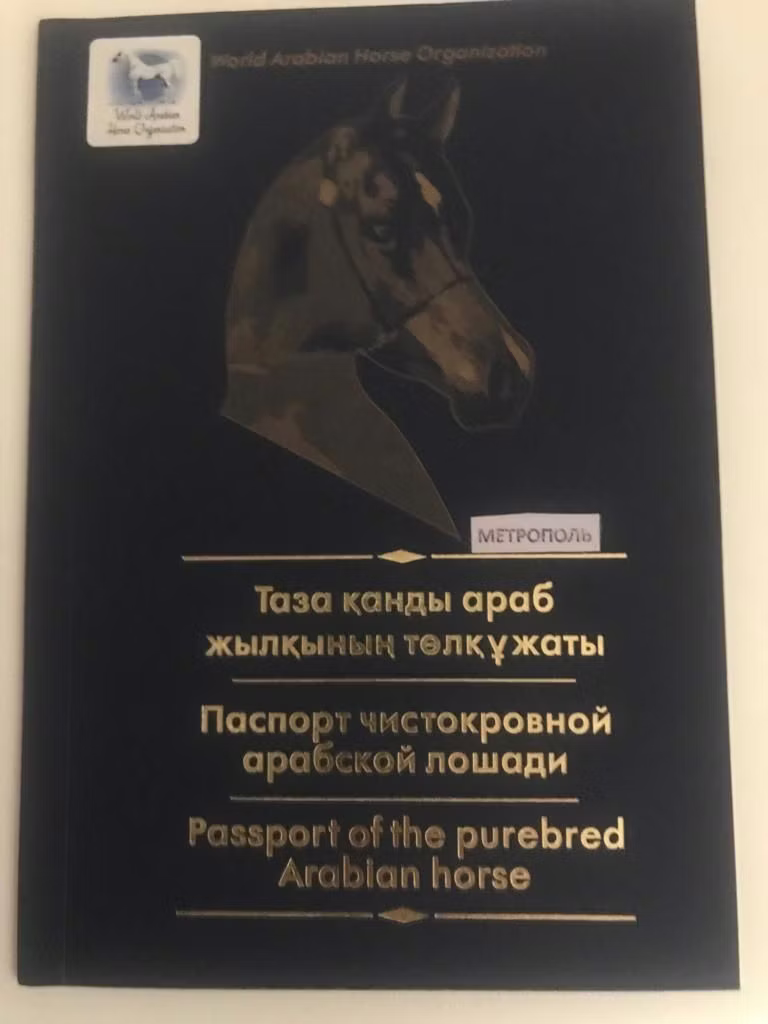 Arabian horse