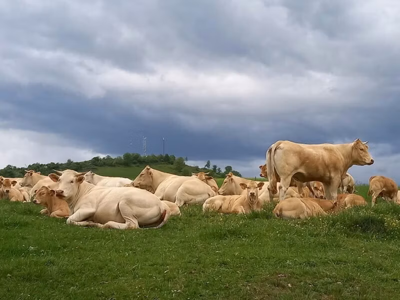 Blonde d’Aquitane cattle