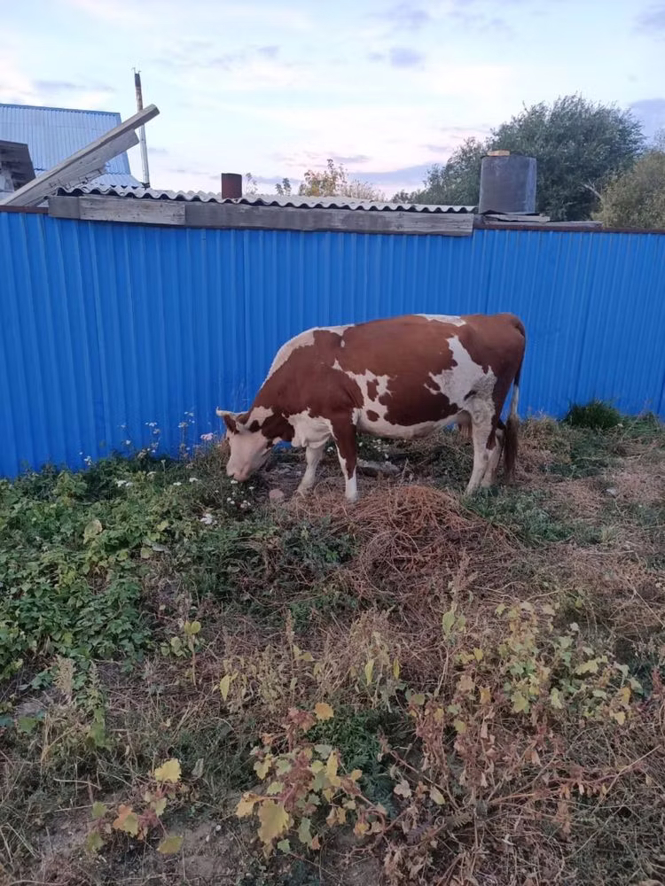 Latvian Blue cattle