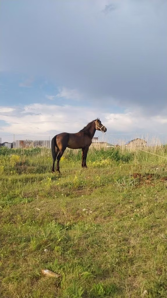 Kazakh horse