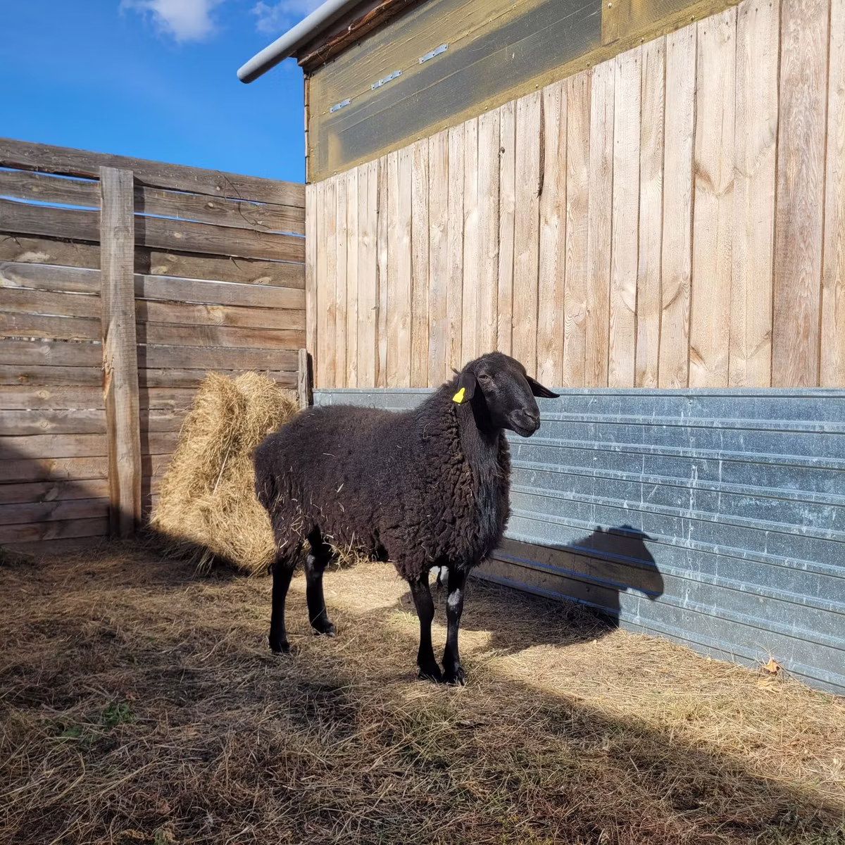 Hissar sheep
