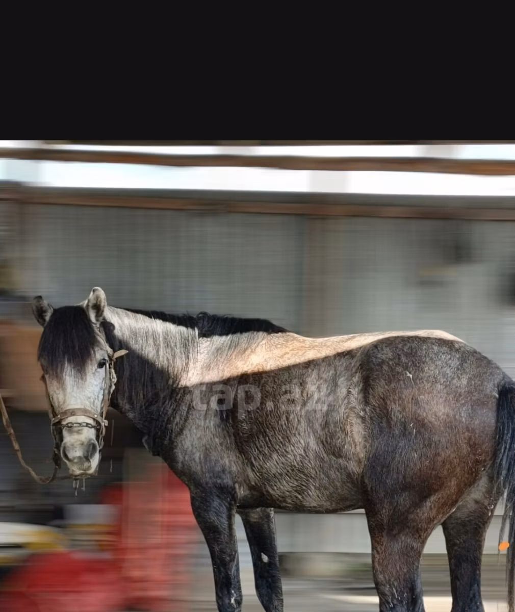 Azerbaijan horse