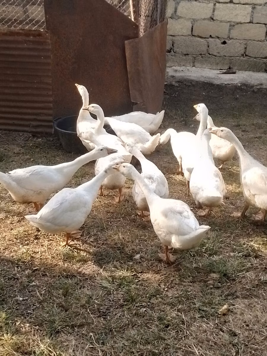 Kuban