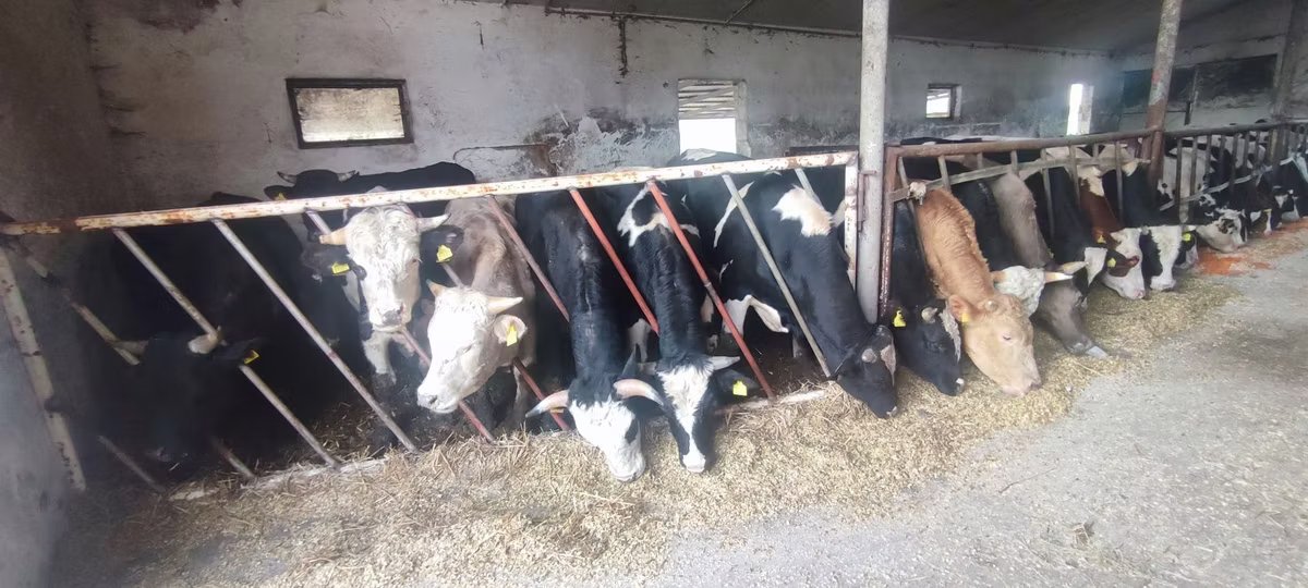 Russian Black pied cattle