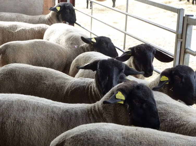 White Suffolk sheep