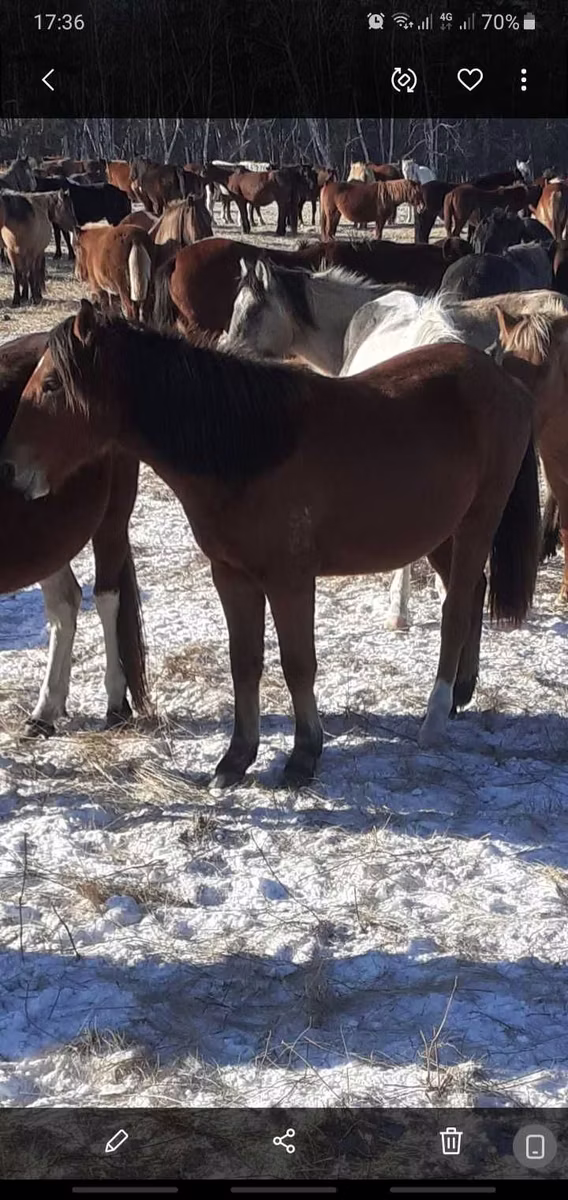 Horse breed