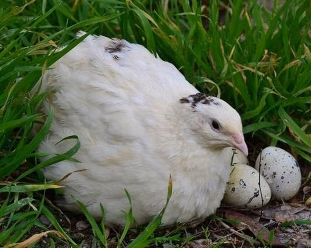 Ağ