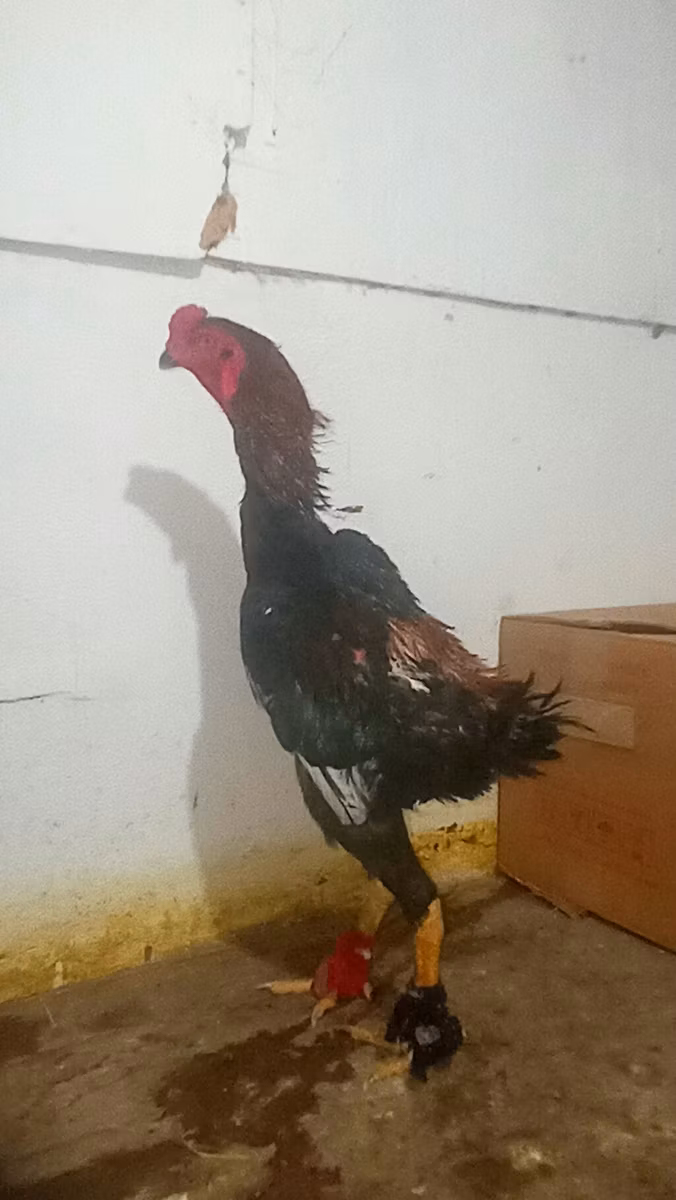 Shamo chickens