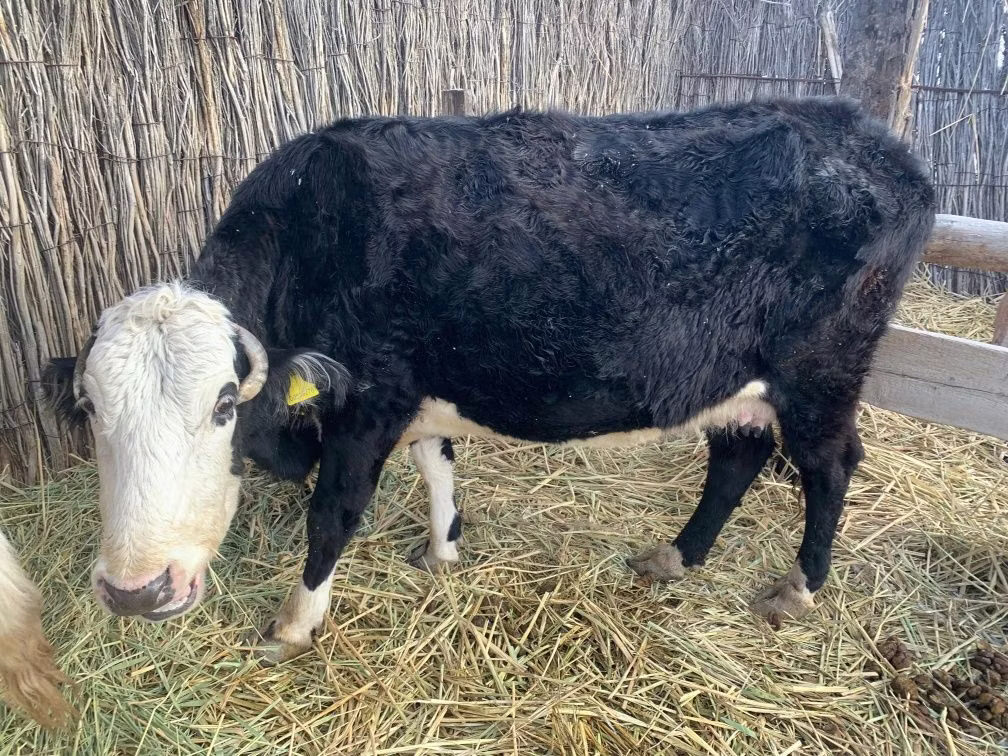 Latvian Blue cattle