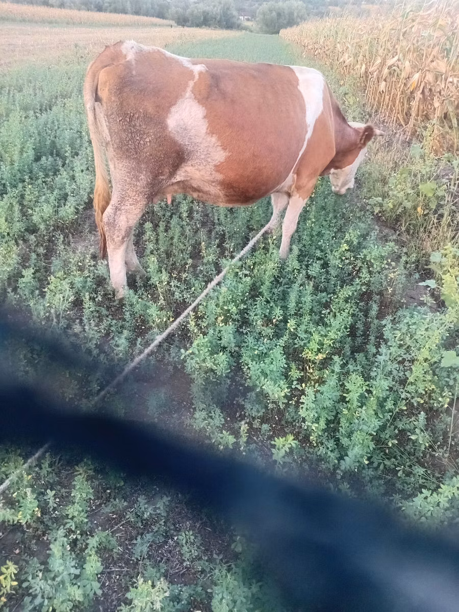Kasta inəyi