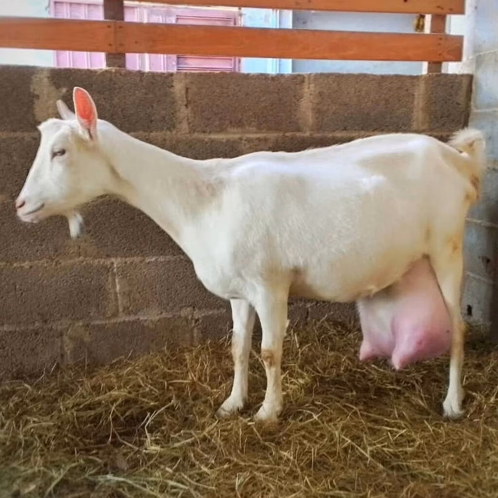 Saanen goat