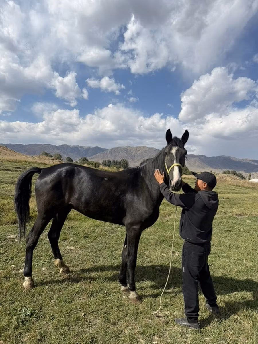 Horse breed