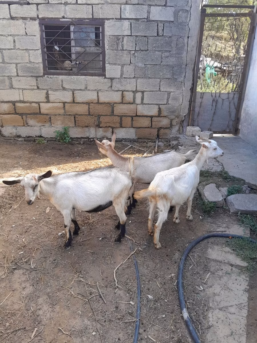 Saanen goat