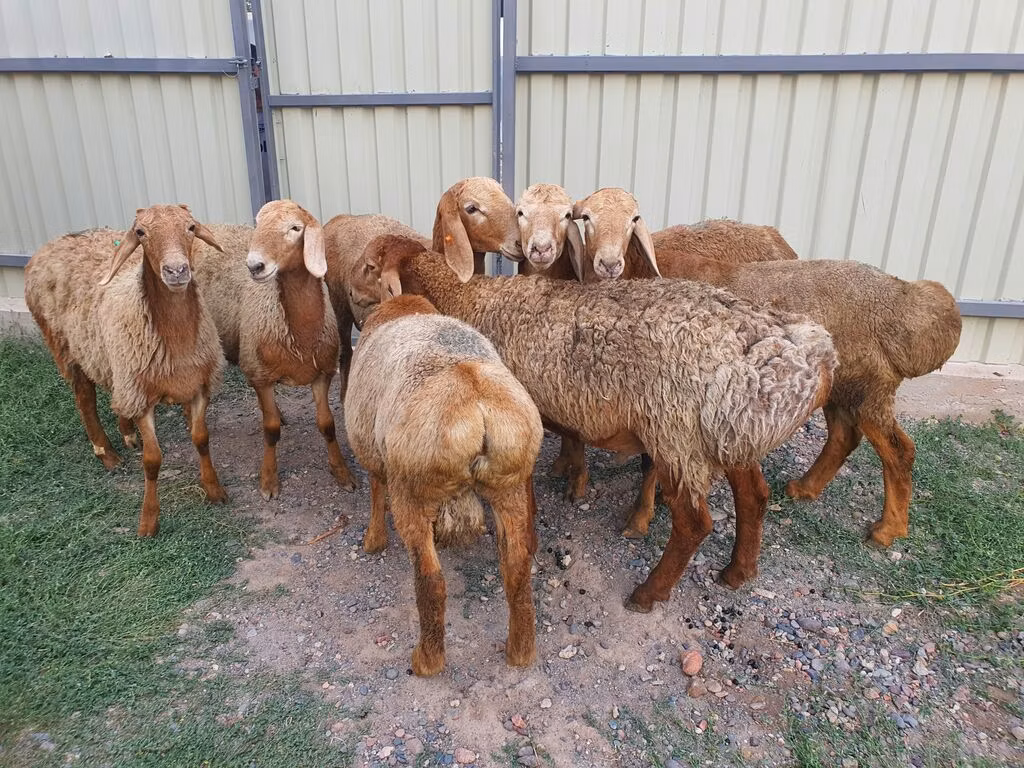Edilbay sheep