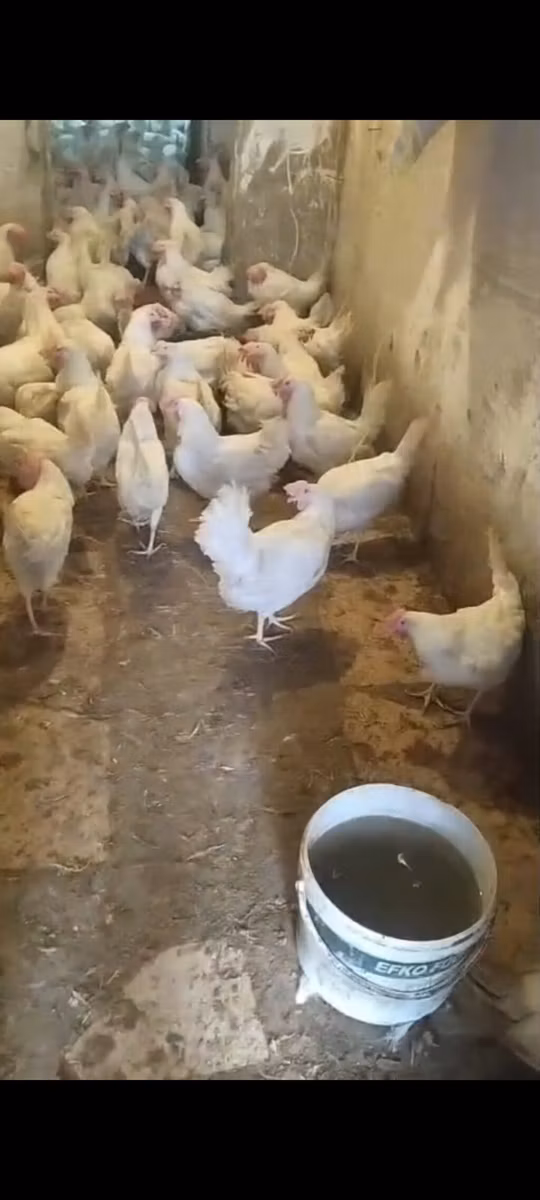 Leghorn