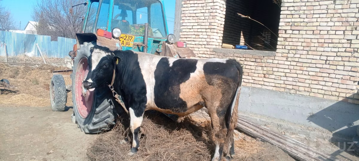 Holştin irqi