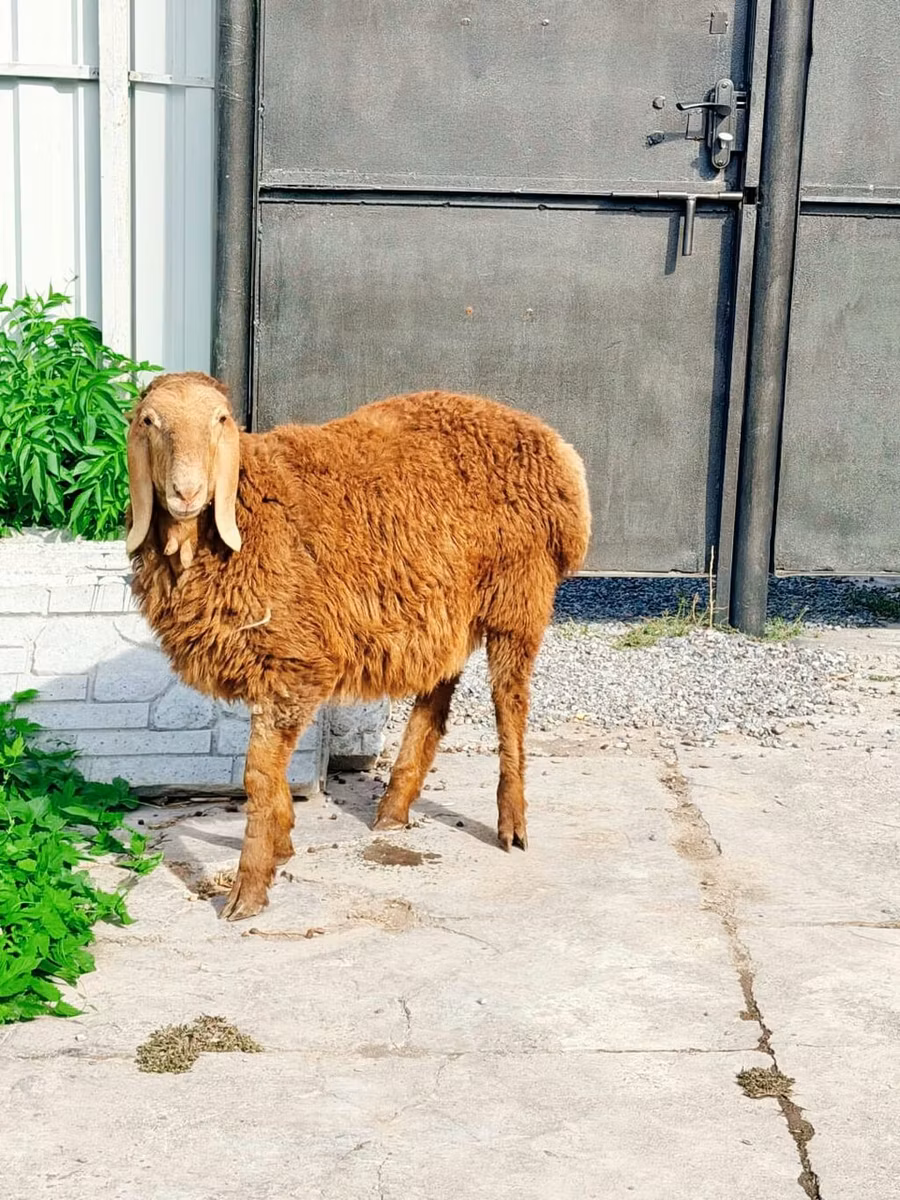 Hissar sheep