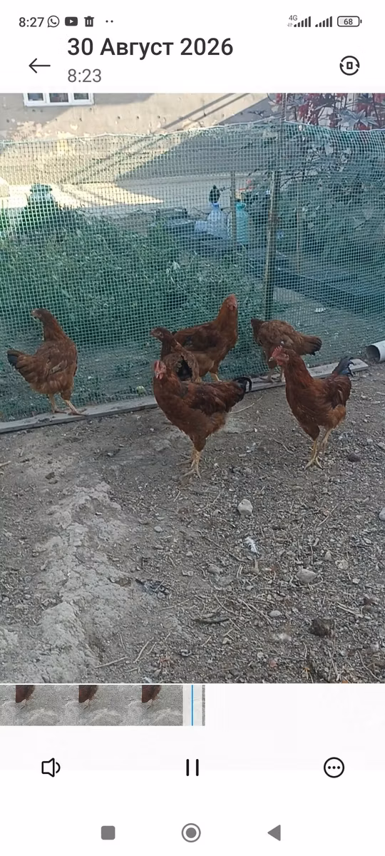 Rod-Aylend Qırmızı