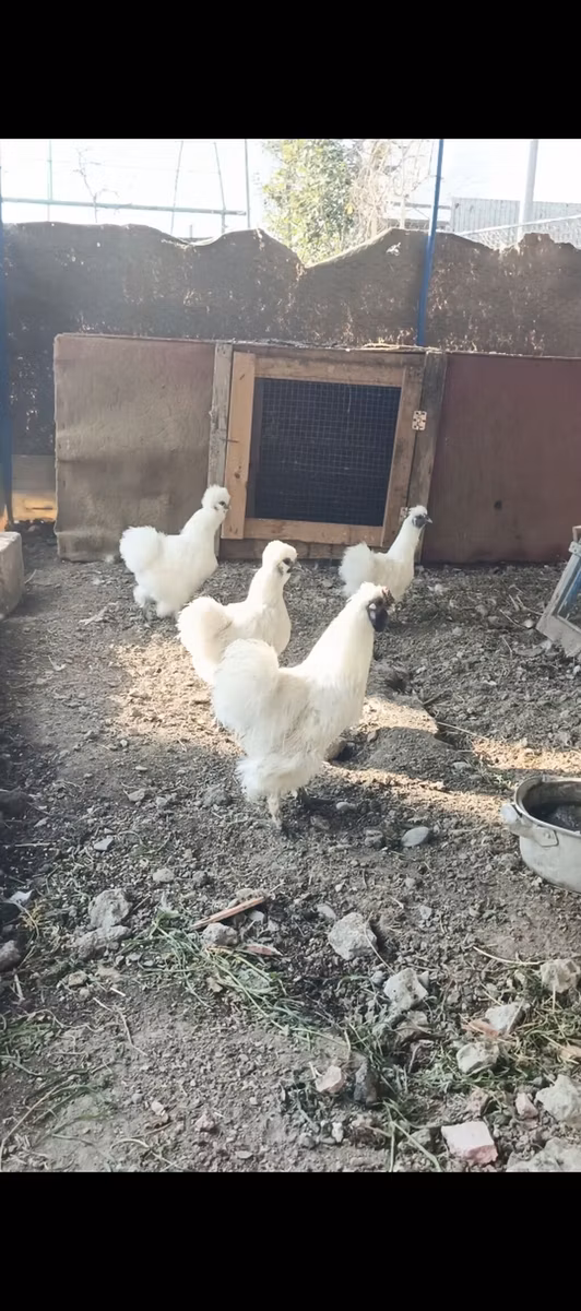 Silkie