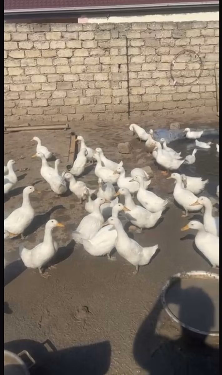 Amerikan Pekin