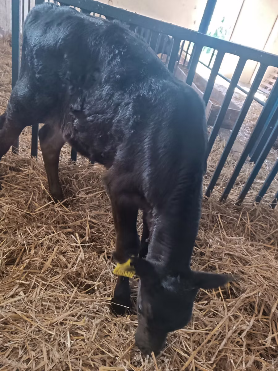 Aberdeen-Angus