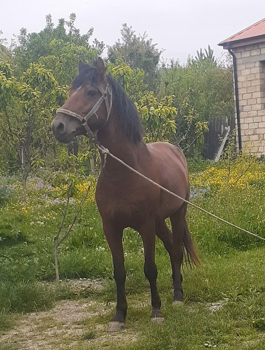 Azerbaijan horse