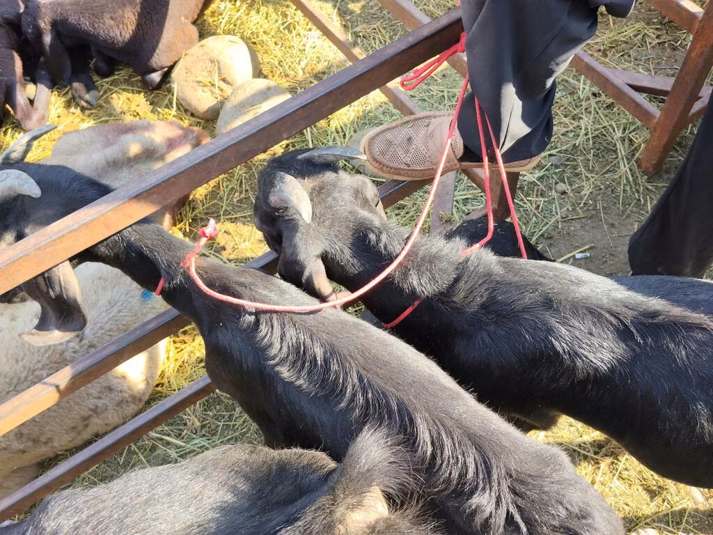 Beetal goats