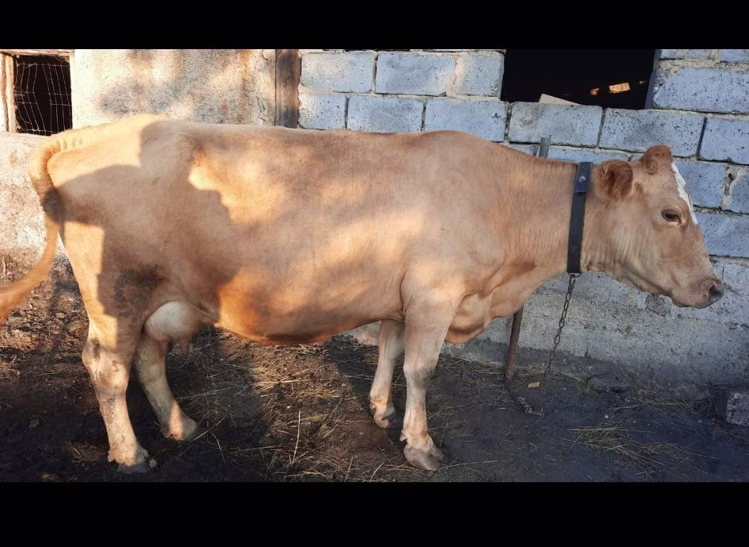 Swiss cattle