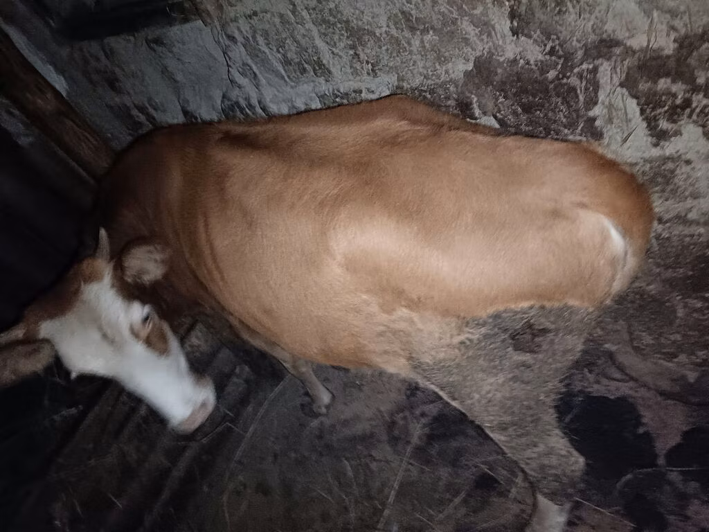 लाल-धब्बेदार नस्ल