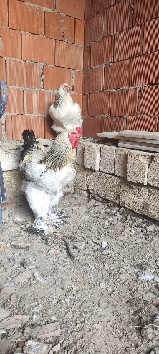 Brahma