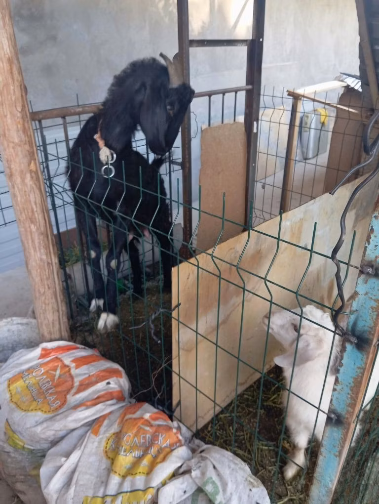 Alpine goat