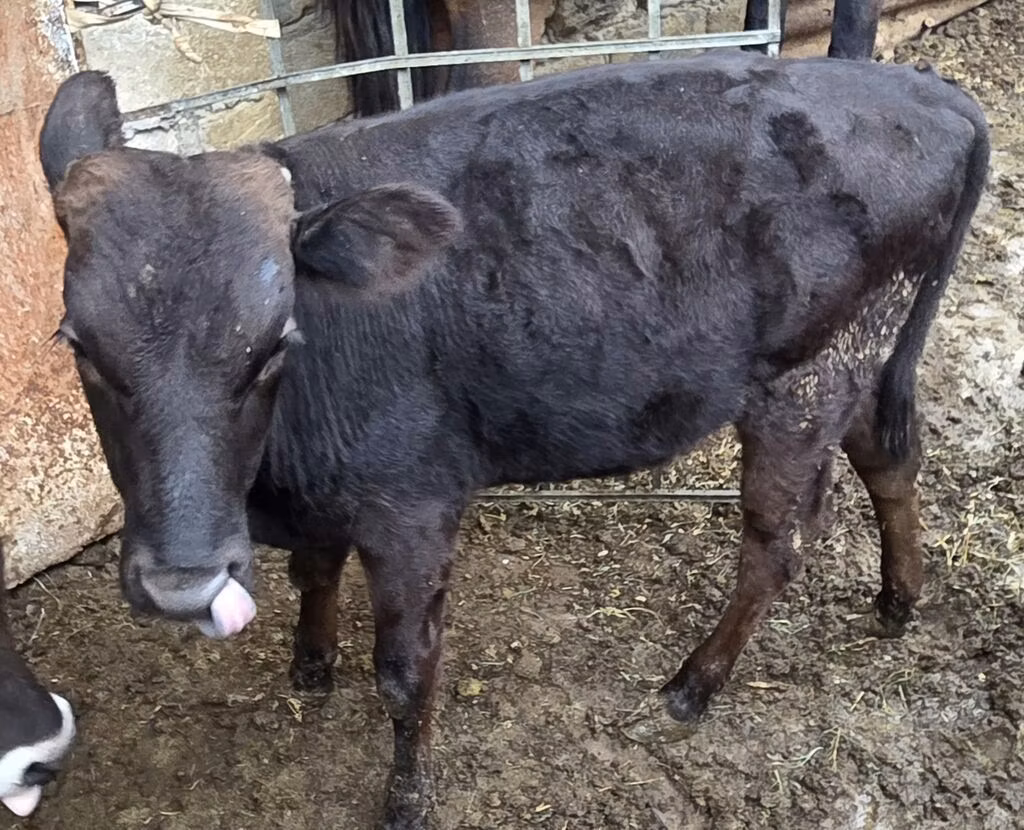 Aberdeen-Angus