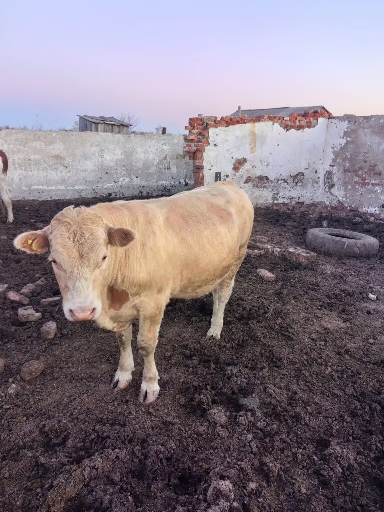 Swiss cattle
