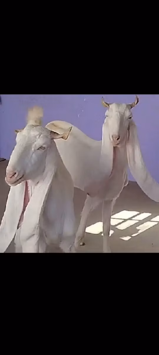 Gulabi goats
