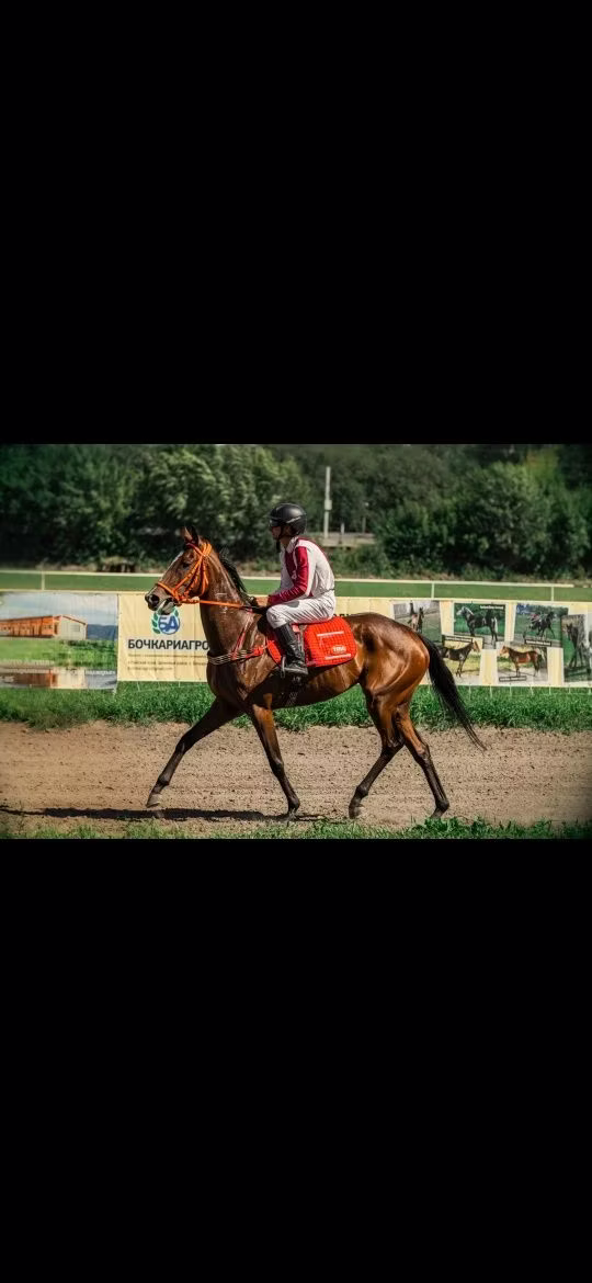 Arabian horse
