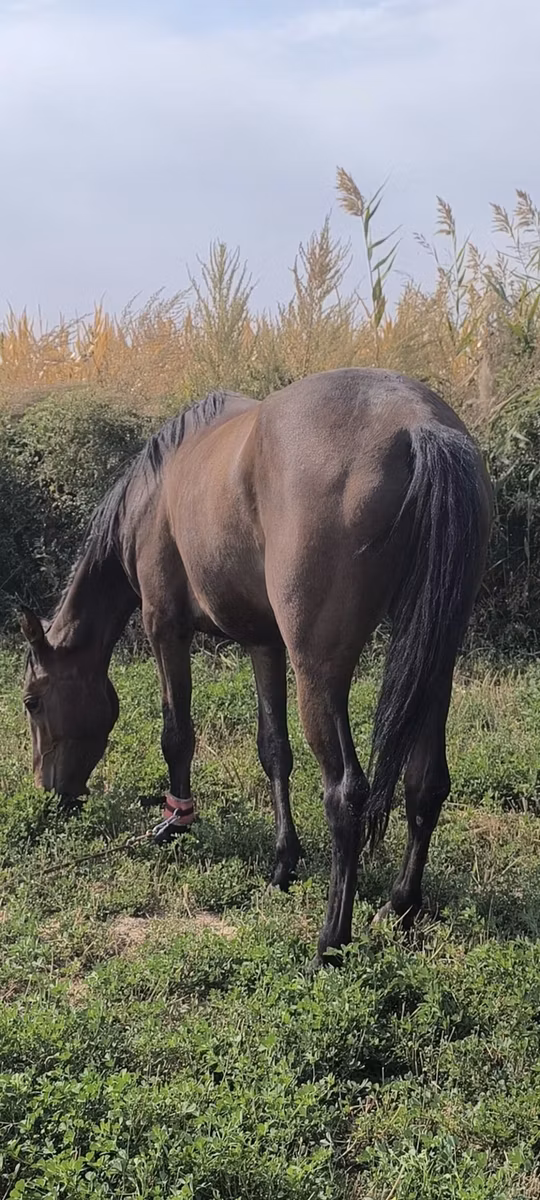 Friesian sport horse