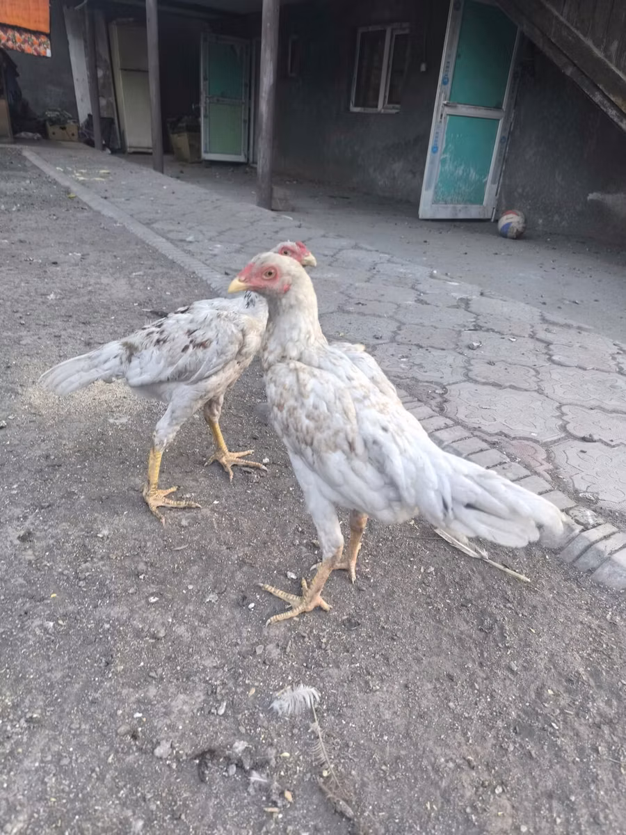 Shamo chickens