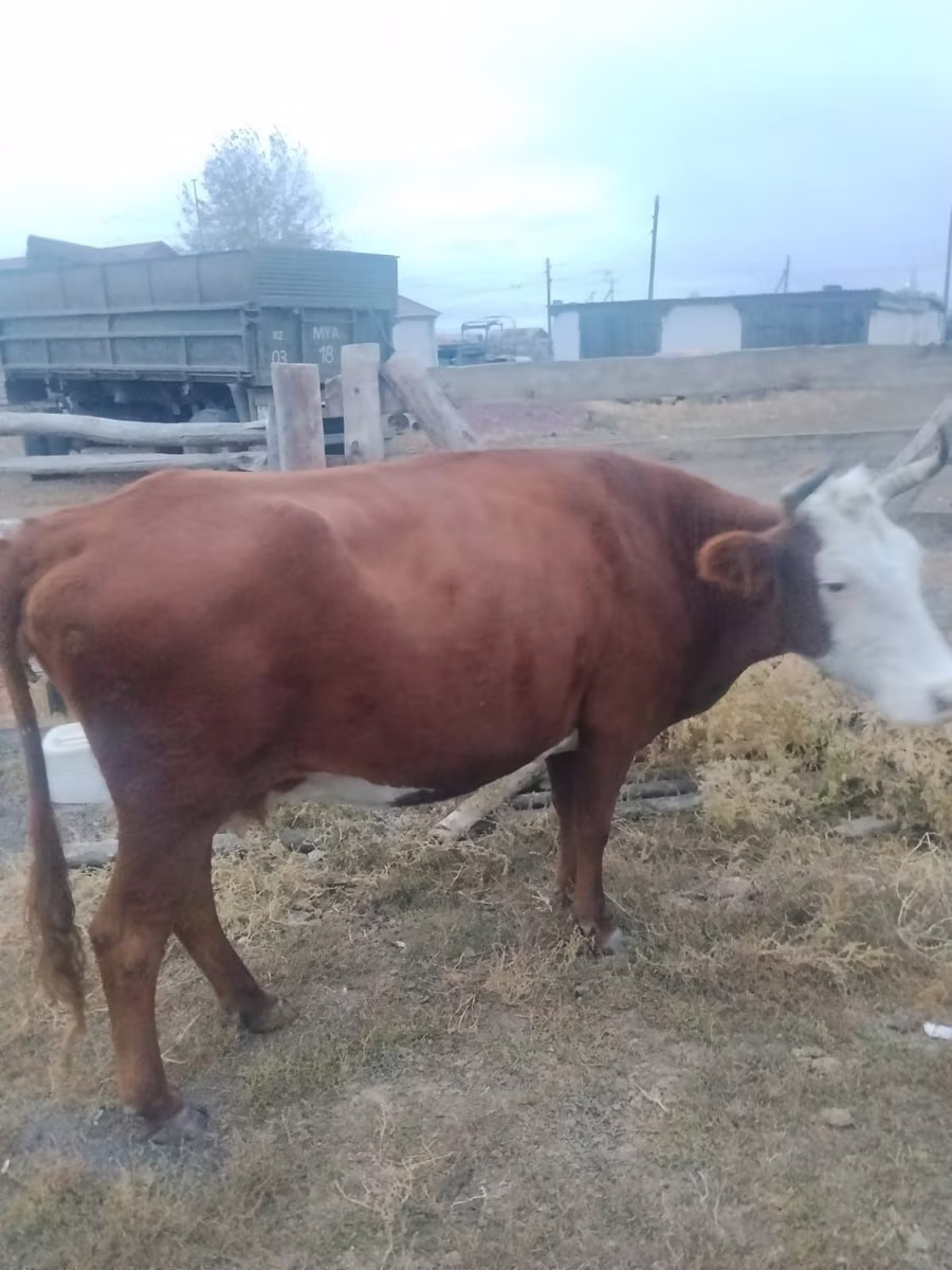 Vaca branca de cabeça kazakh