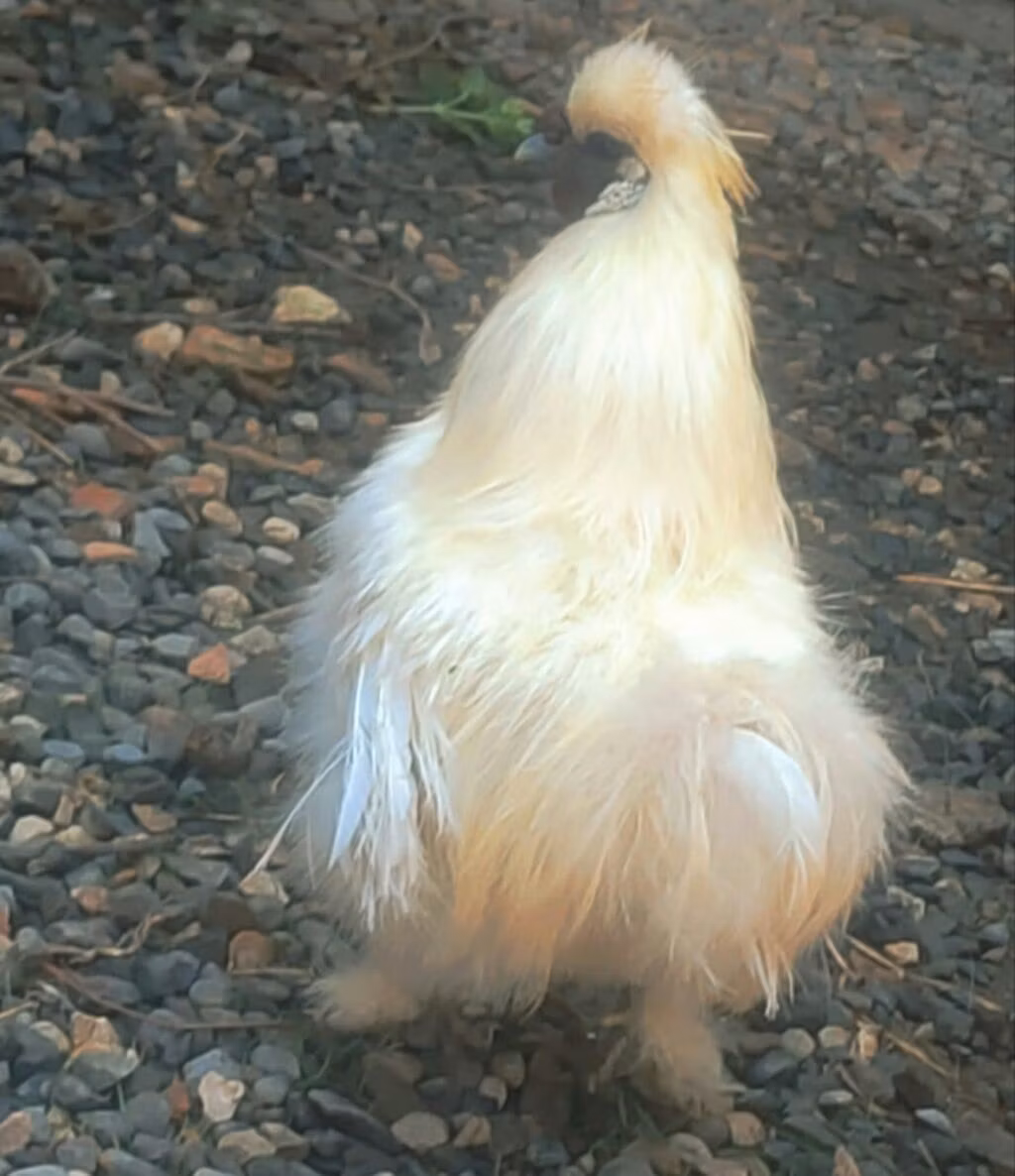 Silkie