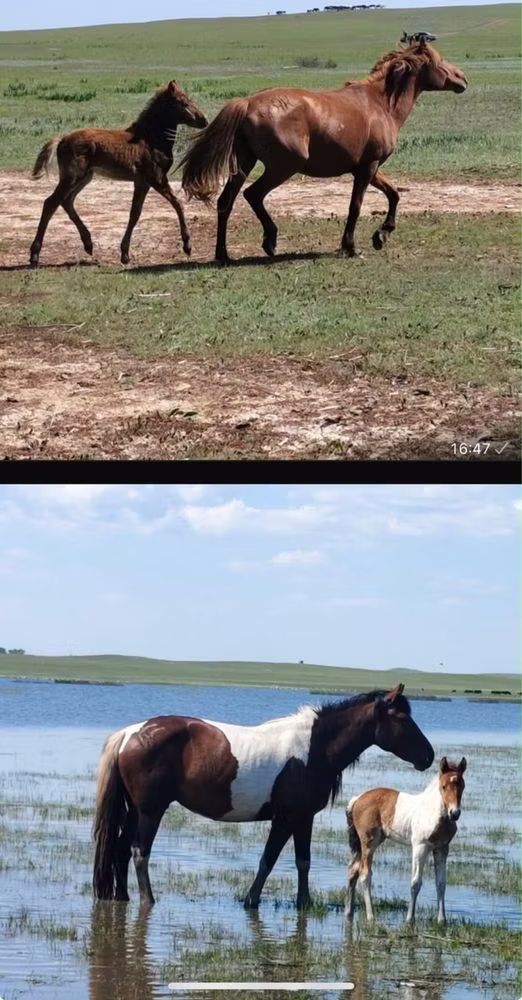 Horse breed