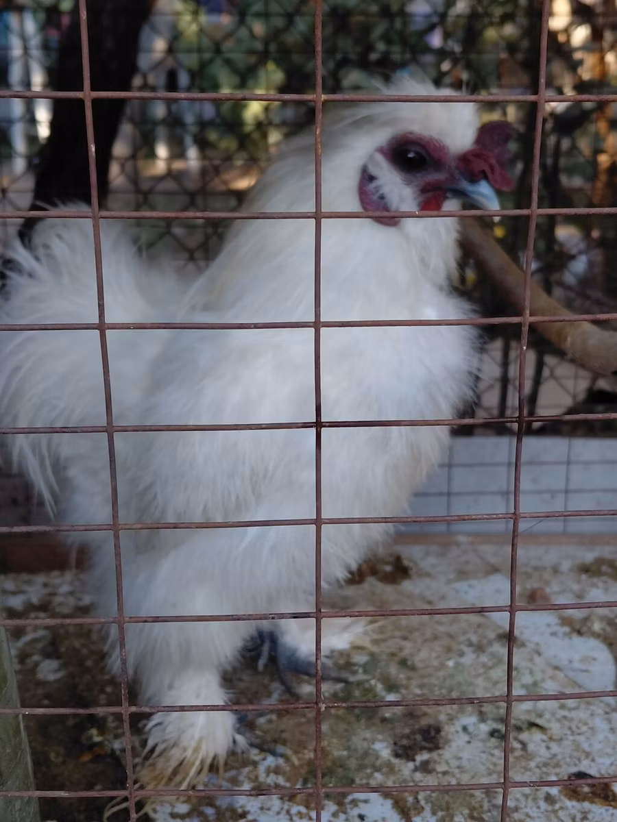 Silkie