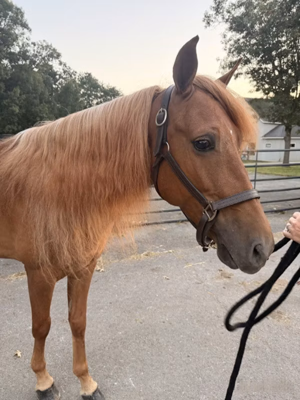 Rocky Mountain Horse