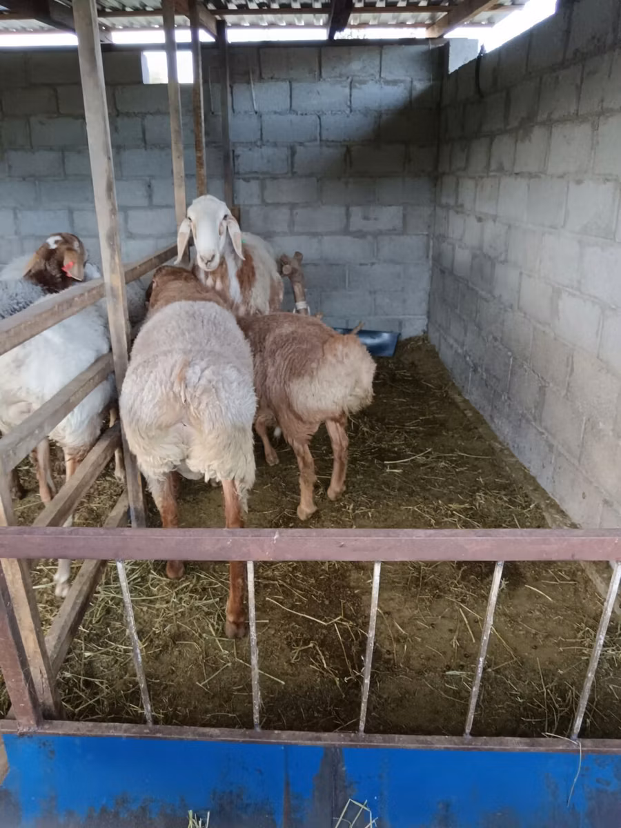 Rhon sheep