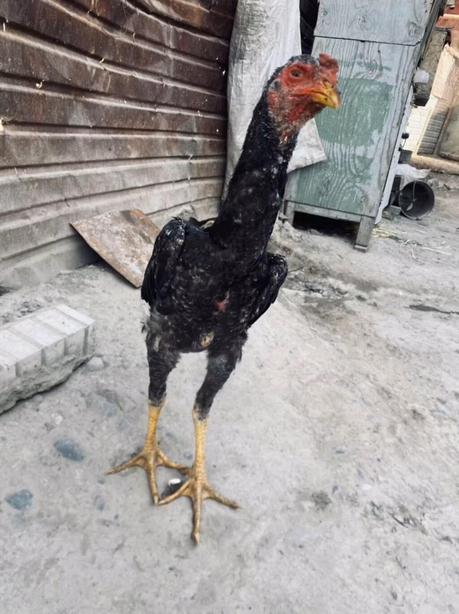 Derbişir Qırmızı Toppalı