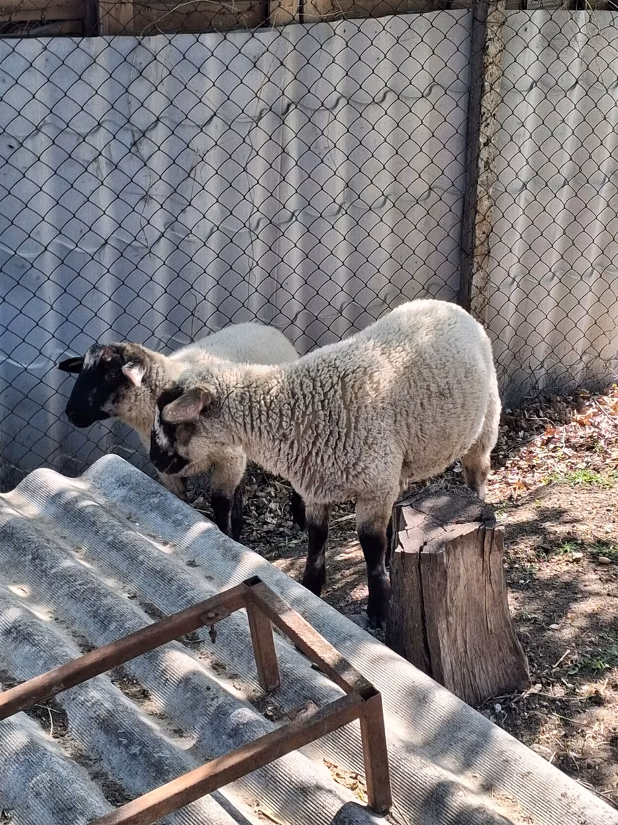 White Suffolk sheep