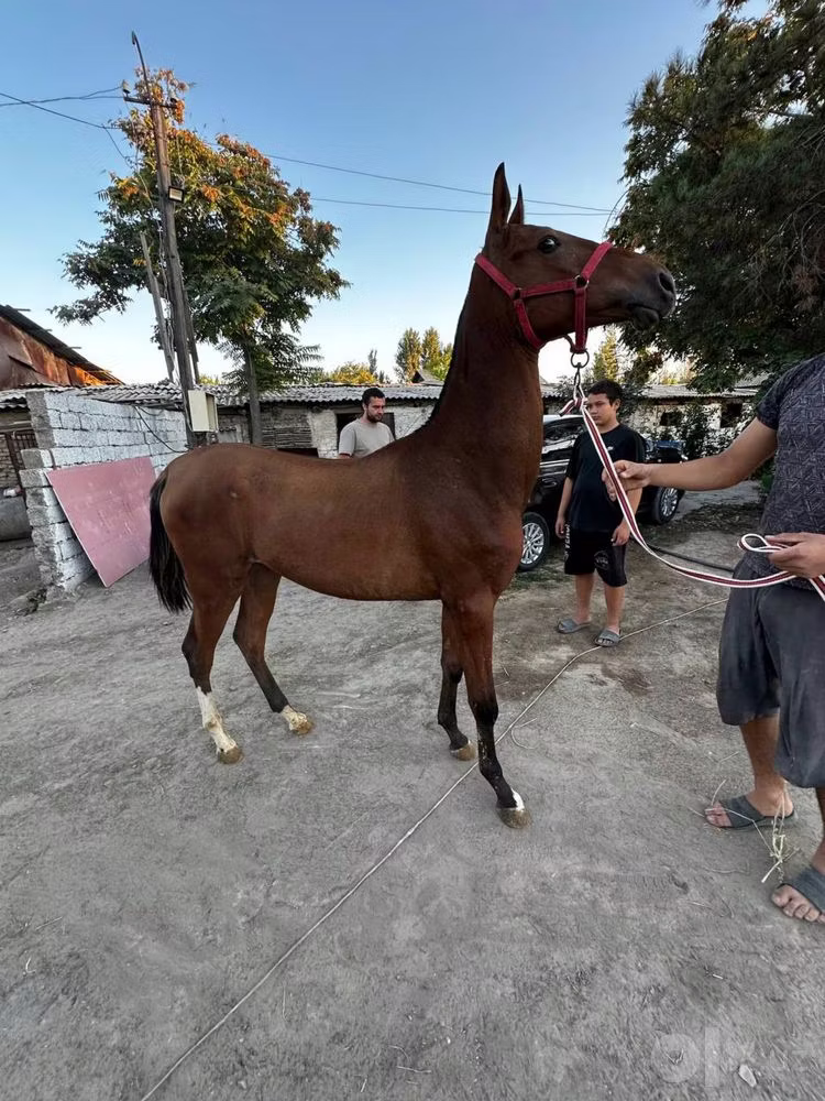 Akhal-Teke