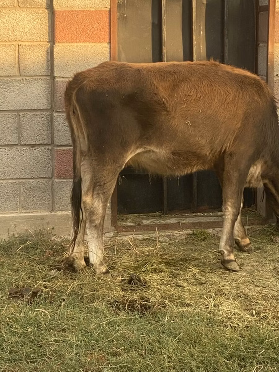 Qəhvəyi latviyalı