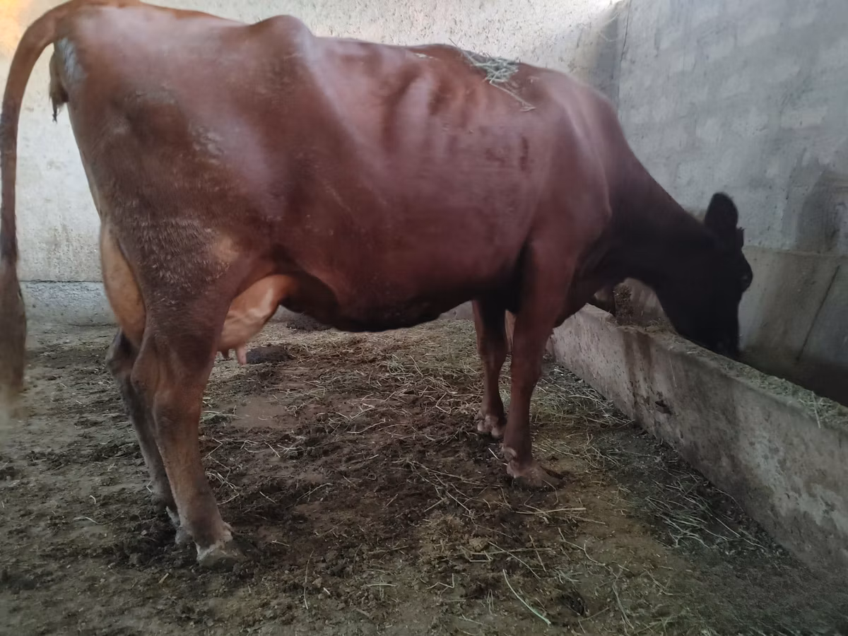 Red Estonian cattle