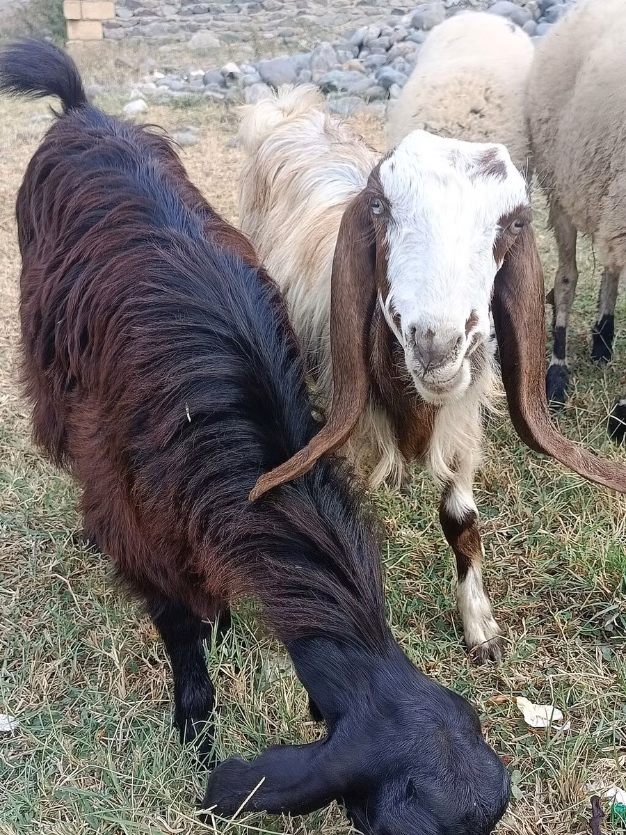 Damask goat