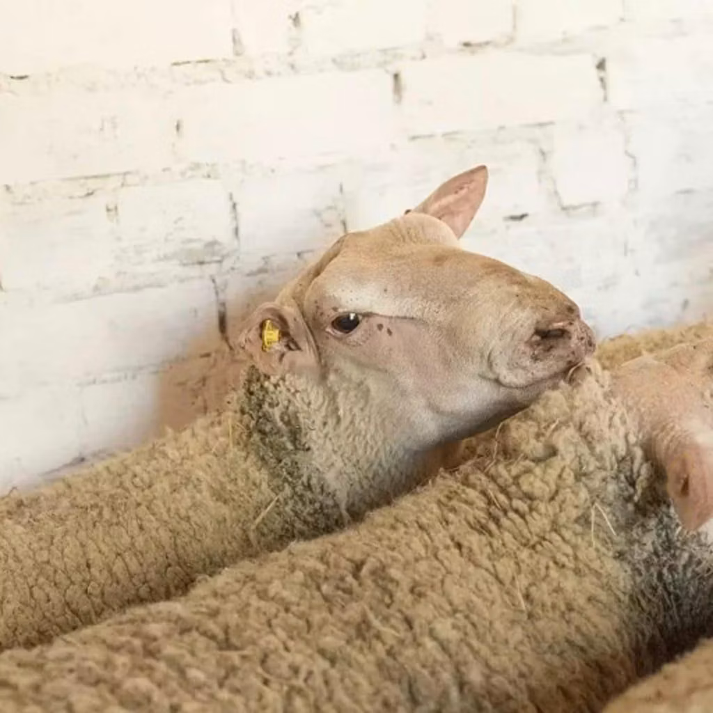 Precoce sheep